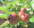Bild: tu
Der Birnbaum "Die Schöne von Pleystein" im Museumsgarten hat sich seit der Anpflanzung vor nunmehr neun Jahren hervorragend entwickelt und trägt jetzt im Herbst eine Fülle saftiger Früchte.