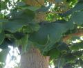 Bild: hka
Die charakteristischen fächerförmigen Blätter des Ginkgobaumes sind eine Besonderheit in der Pflanzenwelt.
