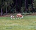 Archivbild: Hösamer
Kuh Elsa und ihr Kalb grasen gemütlich auf der Wiese.