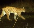 Archivbild: exb
Der zugewanderte und jetzt höchstwahrscheinlich getötete Luchs Ivan wurde im Rahmen des Monitorings wiederholt fotografiert.