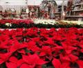 Bild: Portner
Weihnachtssterne so weit das Auge reicht: So wie die Gärtnerei Baumer setzen viele Oberviechtacher Ladenbesitzer auf einen starken Herbst, um das Minus vom Frühjahrs-Lockdown auszugleichen.