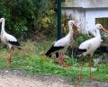 Bild: Hirsch
In das sanierte Gehege des Freizeitparks Höllohe sind drei Weißstörche eingezogen, die in der freien Natur keine Überlebenschance hätten.