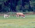 Bild: Hösamer
Friedlich grasen Kuh und Kalb auf einer Wiese bei Perschen. Das Ungewöhnliche daran: Das Rindvieh ist vor etwa einem halben Jahr aus einem Stall ausgebüxt, kalbte ab und lebt seither samt Nachwuchs in „freier Wildbahn“.