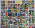 Bild: gru
Diese Foto-Collage zeigt einen Ausschnitt der Einsendungen zum Fotowettbewerb des Gartenbauvereins Edelsfeld. Alle Bilder sind am Eingang im Rathaus zu sehen. Außerdem stellt sie die Gemeinde auf ihrer Facebook-Seite ein.