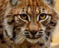 Bild: Martin Hertel
"Die Weibchen sind die Anger für die Männchen und bilden die Grundstruktur fürs Ansiedeln", erklärt Biologin Sybille Wölfl. Luchs-Mädchen "Julchen" (Bild) wurde im Sommer im Fichtelgebirge ausgewildert. Welches Geschlecht der im Bereich Eslarn/Schönsee entdeckte junge Luchs hat, ist noch nicht bekannt.