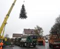 Bild: Petra Hartl
Hier hebt der Weihnachtsbaum für den Malteserplatz Amberg ab: Ein extra großer Kran hievte die Nordmanntanne am Dienstag aus einem Garten und über einen zweiten hinweg auf den bereitstehenden Lastwagen.