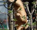 Bild: hcz
Die rote Katze lauert im Garten und wartet auf ihren "Einsatz".
