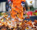 Bild: Roland Weihrauch
Das Herbstlaub wird mit einem Laubbläser durch die Luft gewirbelt. Foto: Roland Weihrauch/dpa/Archivbild
