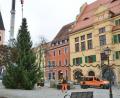 Bild: dob
Fast wie von Geisterhand schwebt der stattliche Baum heran. Er wird in der Advents- und Weihnachtszeit vor dem Rathaus mit knapp 200 Lichtern erstrahlen.