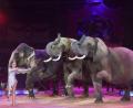 Bild: Felix Hörhager/dpa
Jana Mandana Lacey-Krone mit ihren Elefanten im Circus Krone, darunter auch ganz links die Mala.