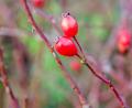 Bild: Hösamer
Hagebutten schmecken nicht nur Vögeln. Aus ihnen lässt sich auch schmackhafte Konfitüre kochen.