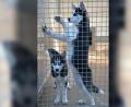 Bild: hcz
"Iwan" und "Blue" warten im Tierheim aus ein gutes neues Zuhause.