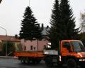 Bild: fpoz
Rund drei Stunden dauerten Holen und Aufstellen des Christbaums.