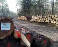 Bild: Hladik
In der Waldabteilung "Mördergrube" zwischen Etzenricht und Kohlberg warten Tausende Kubikmeter Kiefernholz auf ihren Abtransport.