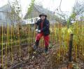Bild: Portner
Günter Gilch gräbt in seinem Garten in Schönthan Obstbaum-Sämlinge aus. Diese will er am 28. November an Interessierte verschenken.