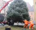 Bild: Josef Glas
Der Christbaum steht auf dem Marktplatz.