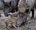Bild: Popp
Possierlich sind Frischlinge zweifelsohne. Stünden sie nicht so weit oben auf der Abschussliste, würden sie jedoch den Ausbruch der Afrikanischen Schweinepest beschleunigen, meinen Experten.