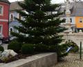 Bild: bey
Der Christbaum auf dem Pleysteiner Marktplatz wartet auf die Erleuchtung.