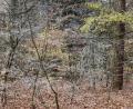 Bild: Stadtforstamt Amberg/exb
Der junge Wald braucht Licht. Daher sind unter anderem Baumfällarbeiten auf dem Areal des Mariahilfbergs nötig, teilt das Stadtforstamt mit.