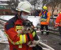 Bild: Roland Löb
Diesen kleinen Hund konnte die Feuerwehr beim Zimmerbrand in Ranna in Sicherheit bringen.