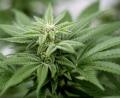 Symbolbild: Matt Masin/dpa
Marihuana entdecken Polizisten bei einer 41-Jährigen und einem 42-Jährigen.