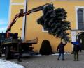 Bild: soj
Der Christbaum für die Pfarrkirche St. Ägidius Ebnath hat noch ein paar beschwerliche Meter vor sich. .