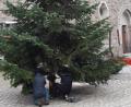 Bild: wro
Mitglieder des OWV kümmerten sich um das Aufstellen des Weihnachtsbaumes.