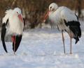 Bild: Jens Wolf/dpa
Ein praktisches Blutkreislaufsystem verhindert bei Störchen, dass es die Vögel mit ihren langen Beinen im Schnee friert.
