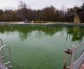 Bild: bkr
Naturerlebnisbad Immenreuth: Dünne Eisflächen schwimmen schon auf der Wasseroberfläche. Die Eisbären beim Neujahrsschwimmen würden sie nicht abschrecken. Im Gegenteil. Ihren unentgeltlichen Dienst leisten bereits wieder bis zum Frühjahr Graskarpfen im Becken.
