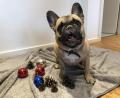 Bild: bal
Ob Weihnachten, Geburtstag oder einfach so: Tiere freuen sich über Geschenke und da ist es egal zu welchem Anlass. Dabei sollte jedoch vor allem auf die Interessen und Vorlieben des Tieres und nicht die des Menschen geachtet werden.
