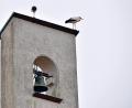 Bild: Andreas Royer
Zwei Weißstörche bei ihrer Rast auf dem Dach der Christuskirche in Sulzbach-Rosenberg.