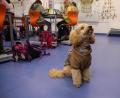 Bild: sne
Winnie ist der Superstar in der Klasse 3b. Stolz trägt er seine Marke "Schulhund".