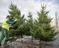 Bild: Sina Schuldt/dpa
Beim Christbaum-Kauf sollten die Kunden nicht nur auf den schönen Wuchs achten, rät die Bund-Naturschutz-Kreisgruppe Schwandorf und empfiehlt Bio-Qualität oder zumindest regionale Anbieter.