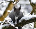 Bild: LBV-Flickr/Friedrich Hartl/exb
Ein Kandidat für interessante Spuren: Ein Eichhörnchen im Schnee.