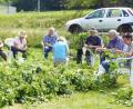 Bild: no
Der Höhepunkt eines jeden Jahren ist beim Illschwanger Gartenbauverein die Hopfenernte. Hier erklärt die Ehrenvorsitzende Frieda Dehling (links) den Gästen die Kunst des Zupfens.