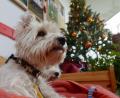 Symbolbild: Rainer Jensen/dpa
Ein Hund zu Weihnachten ist der Wunsch vieler Kinder. Die Anschaffung eines Haustieres muss aber wohlüberlegt sein.