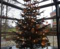 Bild: e
Der Christbaum im Martin-Schalling-Haus kommt heuer digital ins Haus. Die Kümmersbrucker Paulanergemeinde geht den Erfordernissen entsprechend in einen kirchlichen Lockdown.