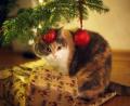 Bild: Ina Fassbender
Eine Katze beobachtet fasziniert den glitzernden Weihnachtsschmuck am Tannenbaum. Katzenbesitzer sollten allerdings auf Lametta verzichten. Es kann gefährlich für Darm oder Speiseröhre werden. Foto: Ina Fassbender/dpa-tmn