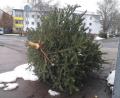 Bild: tk
Die Sammelcontainer stehen noch gar nicht, aber der erste illegal entsorgte Baum liegt bereits an der Merianstraße. Die Aufnahme stammt vom Sonntag, 3. Januar.
