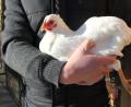Symbolbild: ads
Die Vogelgrippe oder Geflügelpest tritt vermehrt in Bayern auf. Auch im Landkreis Schwandorf sollten Geflügelhalter Vorkehrungen treffen.