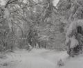 Bild: mng
Eine traumhafte Winterlandschaft bietet sich derzeit in den höheren Lagen im Hessenreuther Wald.