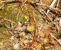Bild: exb/Wolfgang Winter
Der Sonnentau mit Blüte.