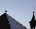 Bild: cog
Gut eine halbe Stunde dauerte am Sonntag der Aufenthalt des Storchs auf dem Dach der Hedwigskirche.