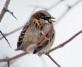 Symbolbild: Lukas Schulze/dpa
Ein Haussperling sitzt auf einem Ast. In der Stadt Amberg ist er der häufigste auftauchende Vogel. Im Landkreis Amberg-Sulzbach konnte er am zweithäufigsten beobachtet werden.