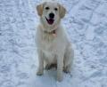 Bild: Thomas Kappl/exb
Die Golden-Retriever-Hündin Lia ist nach vier Tagen wieder daheim.
