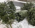 Bild: ck
Huch, was ist denn hier passiert? Ein eingepackter Christbaum liegt inmitten der ausgedienten Stücke bereit zum Abholen.