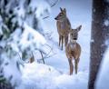 Bild: Martin Hertel/exb
Wildtiere brauchen jetzt Ruhe. Die beiden Rehe im Winterwald bei Mehlmeisel würden bei einer überstürzten Flucht viel zu viel Energie verbrauchen und wären in Lebensgefahr.