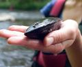 Bild: Angelika Warmuth/dpa
Eine Biologin hält eine geschlossene Flussperlmuschel in der Hand.