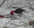 Bild: rn
Eine Amsel lässt sich einen frischen Apfel schmecken.