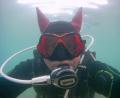 Bild: Ullmann/exb
Selfie unter Wasser im Murner See: Harald Ullmann aus Windischeschenbach geht auch im Winter tauchen.